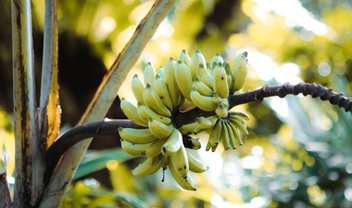 Bananapocalipse: fungo que pode dizimar plantações chegou à América Latina