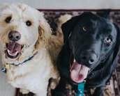 Cachorros vão ajudar a combater ansiedade em torneio de Super Smash Bros.