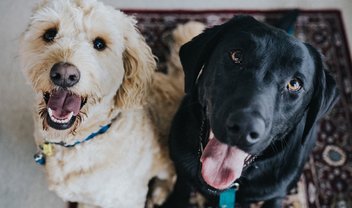 Cachorros vão ajudar a combater ansiedade em torneio de Super Smash Bros.