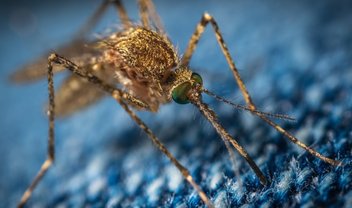 Grafeno pode servir como campo de força contra mosquitos