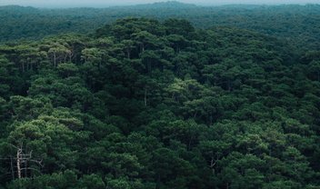 Joguinho de exploração q se passa na Amazônia q dá pra fazer