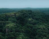 Como a exploração da Floresta Amazônia pode ajudar a protegê-la?