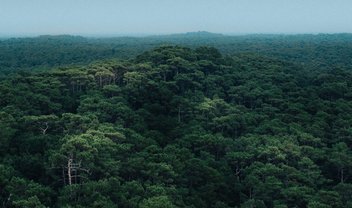 Como a exploração da Floresta Amazônia pode ajudar a protegê-la?