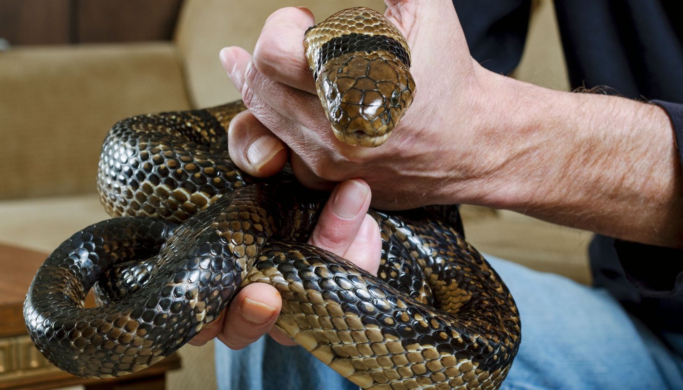 O homem que recebeu picadas de 200 cobras em nome da ciência - BBC News  Brasil