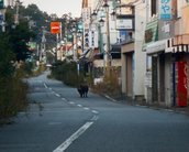 Fukushima: vida selvagem floresce na zona de exclusão da usina nuclear