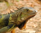 Iguanas congeladas estão “caindo do céu” na Flórida