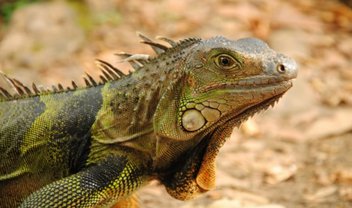 Iguanas congeladas estão “caindo do céu” na Flórida