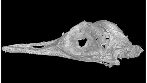 Imagem em 3D mostra detalhes do crânio do Oculudentavis. (Fonte: Li Gang/Divulgação)