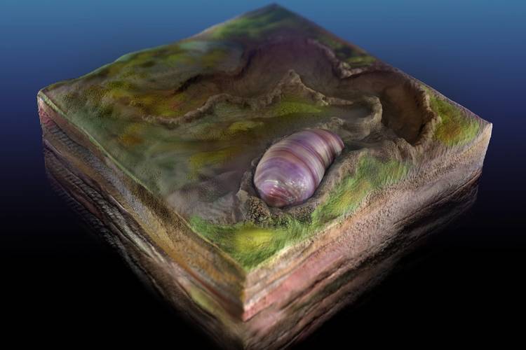 Arte mostra como seria o ancestral mais antigos de todos os animais