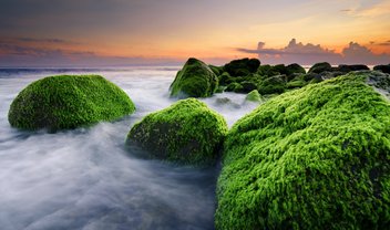 Descoberta alga que pode ter dado origem às plantas terrestres