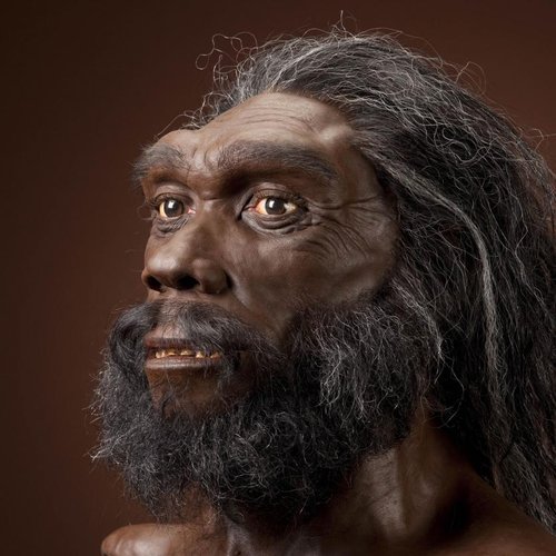 Homo heidelbergensis