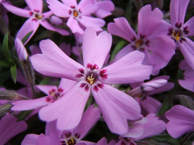 O surgimento na flox marca a chegada da primavera nos EUA.