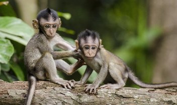 Descoberto fóssil que muda a história dos macacos nas Américas