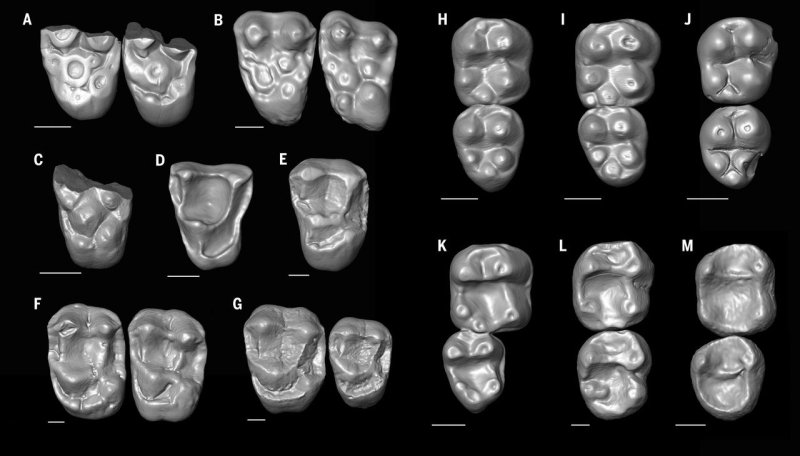 Análise dos dentes fossilizados em diferentes ângulos