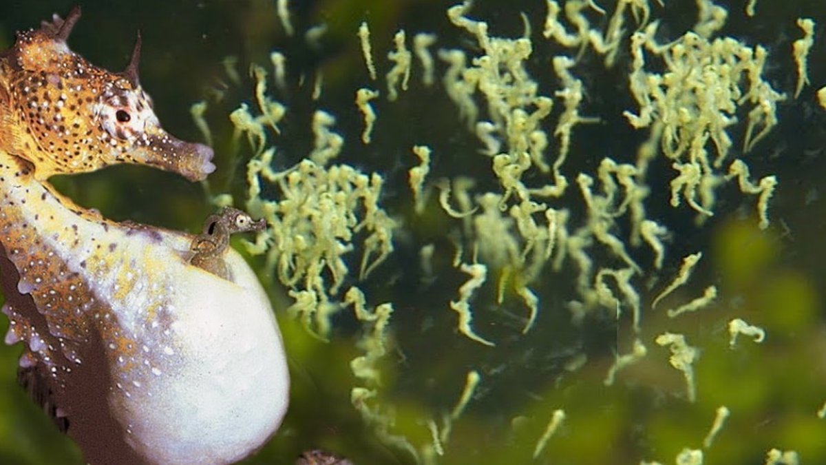 Você sabia que o cavalo-marinho é um peixe?