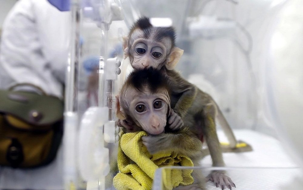 Macacos rhesus são usados em experimentos em laboratório por sua fisiologia, a mais próxima da humana.