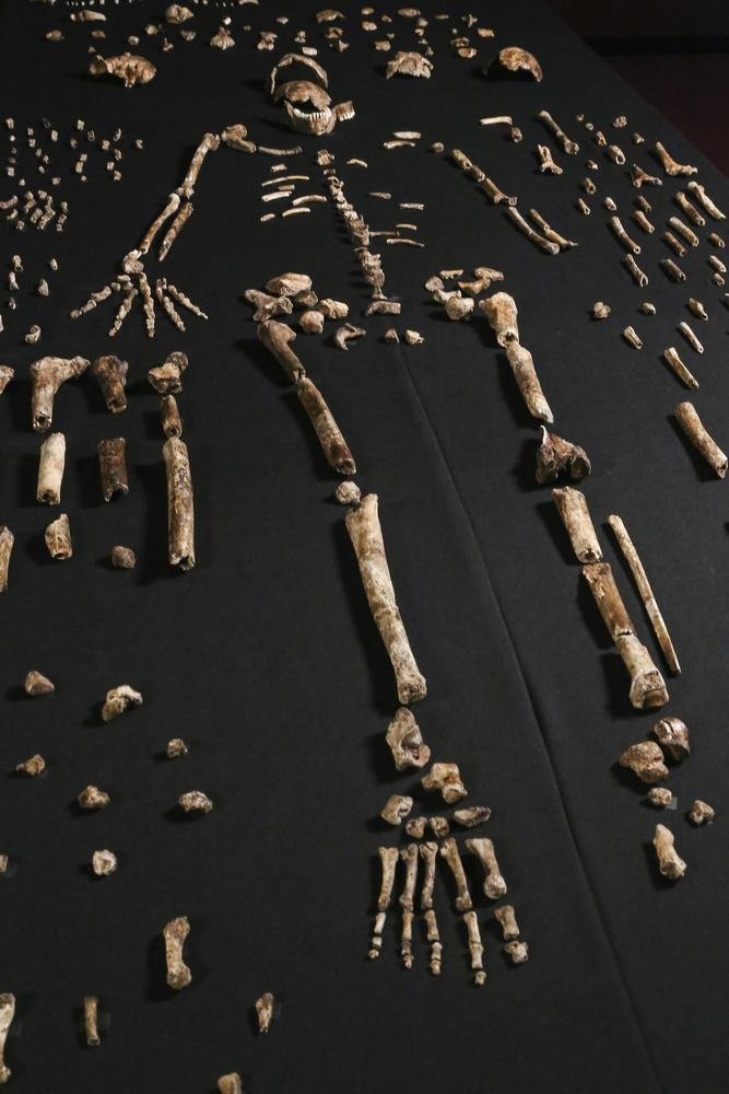 Um dos esqueletos de Homo naledi, quase completo.