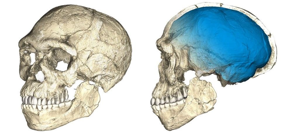 Reconstrução digital de como seria o mais antigo Homo sapiens, com base em tomografias computadorizadas de vários fósseis.