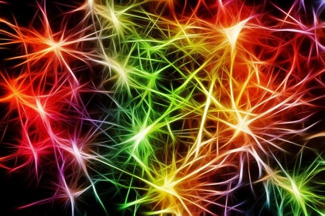 Os neurônios são responsáveis pela transmissão dos impulsos nervosos.