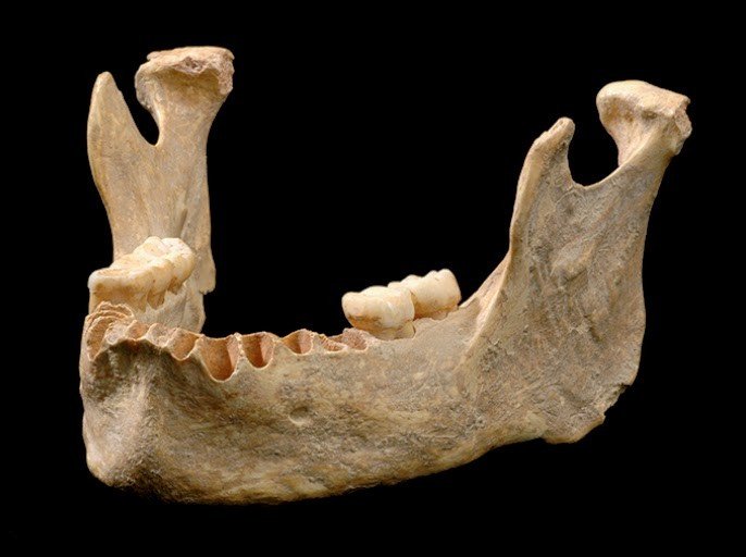 A mandíbula do Osase 1, o homem moderno mais antigo já encontrado.