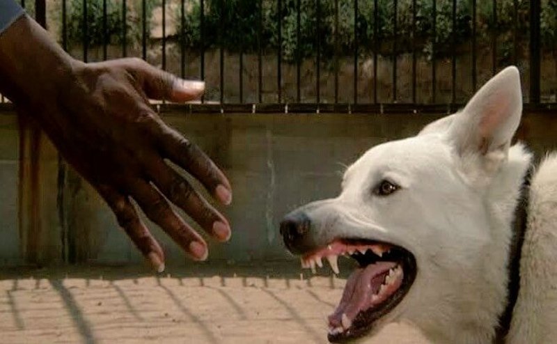 Cão Branco