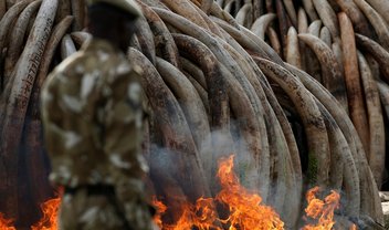 Mundo vive onda de extinções em massa provocada pelo homem