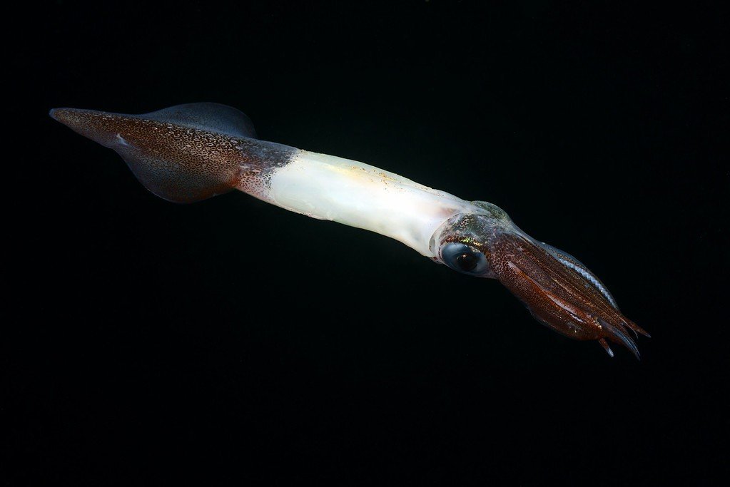 Para enganar seus predadores, a fêmea da Doryteuthis opalescens muda a cor de seu corpo.