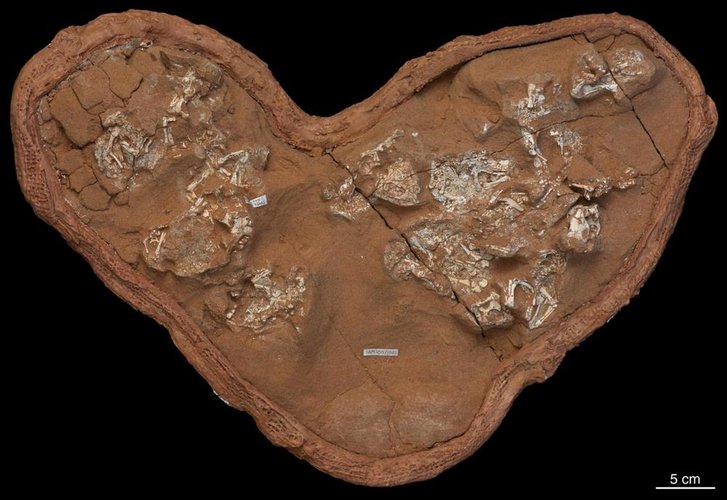 Os bebês fósseis de Protoceratops provavelmente morreram dentro de ovos de cascas moles.