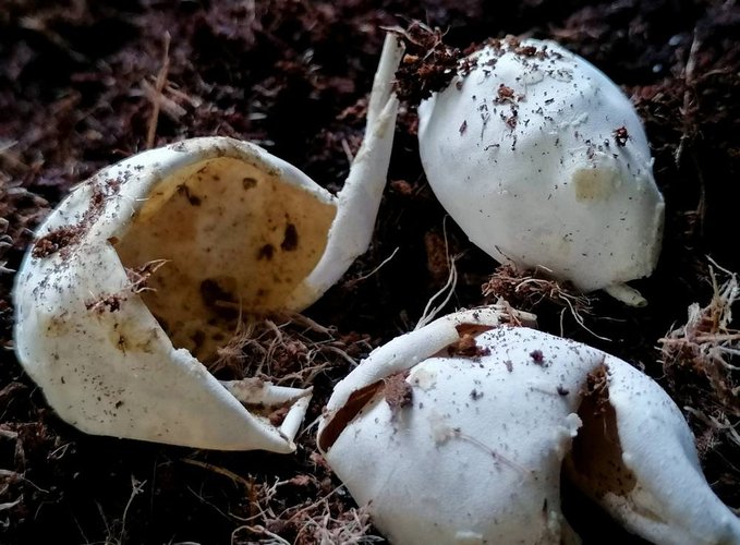 Os ovos de tartaruga têm casca macia, e suas proteínas se mineralizam de maneira diferente da dos ovos de casca dura.