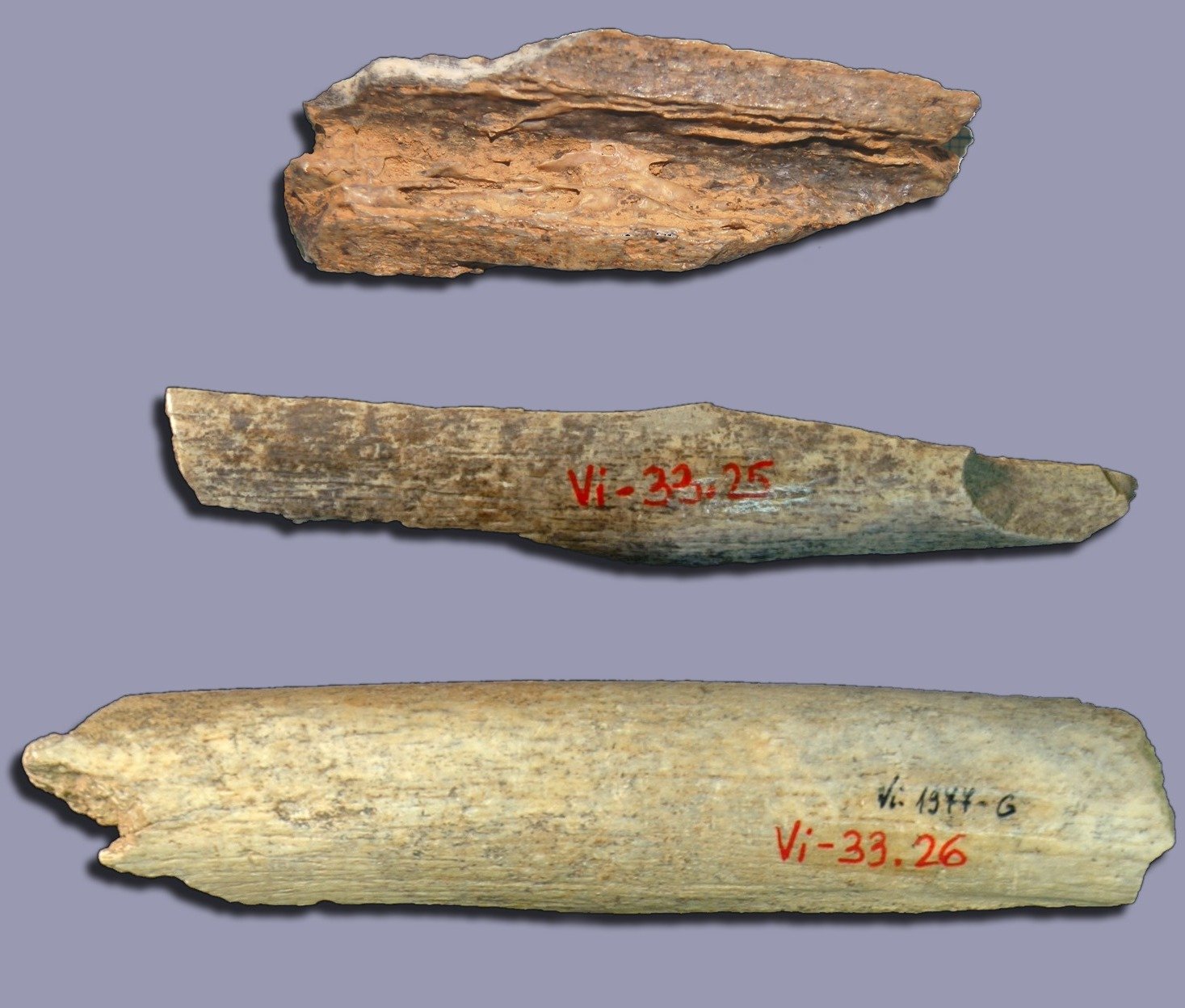 A maior parte do DNA ancestral foi extraído de ossos de três mulheres neandertais, encontrados na caverna Vindija, na Croácia.