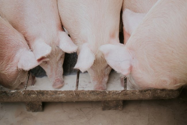 A variante G4 do vírus se tornou dominante entre os porcos a partir de 2016, segundo o estudo.