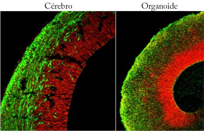 Organoides conseguem reproduzir, até certo ponto, as estruturas dos órgãos originais