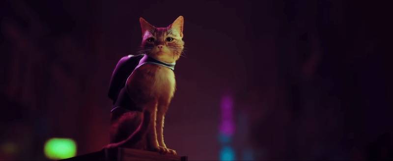 Stray