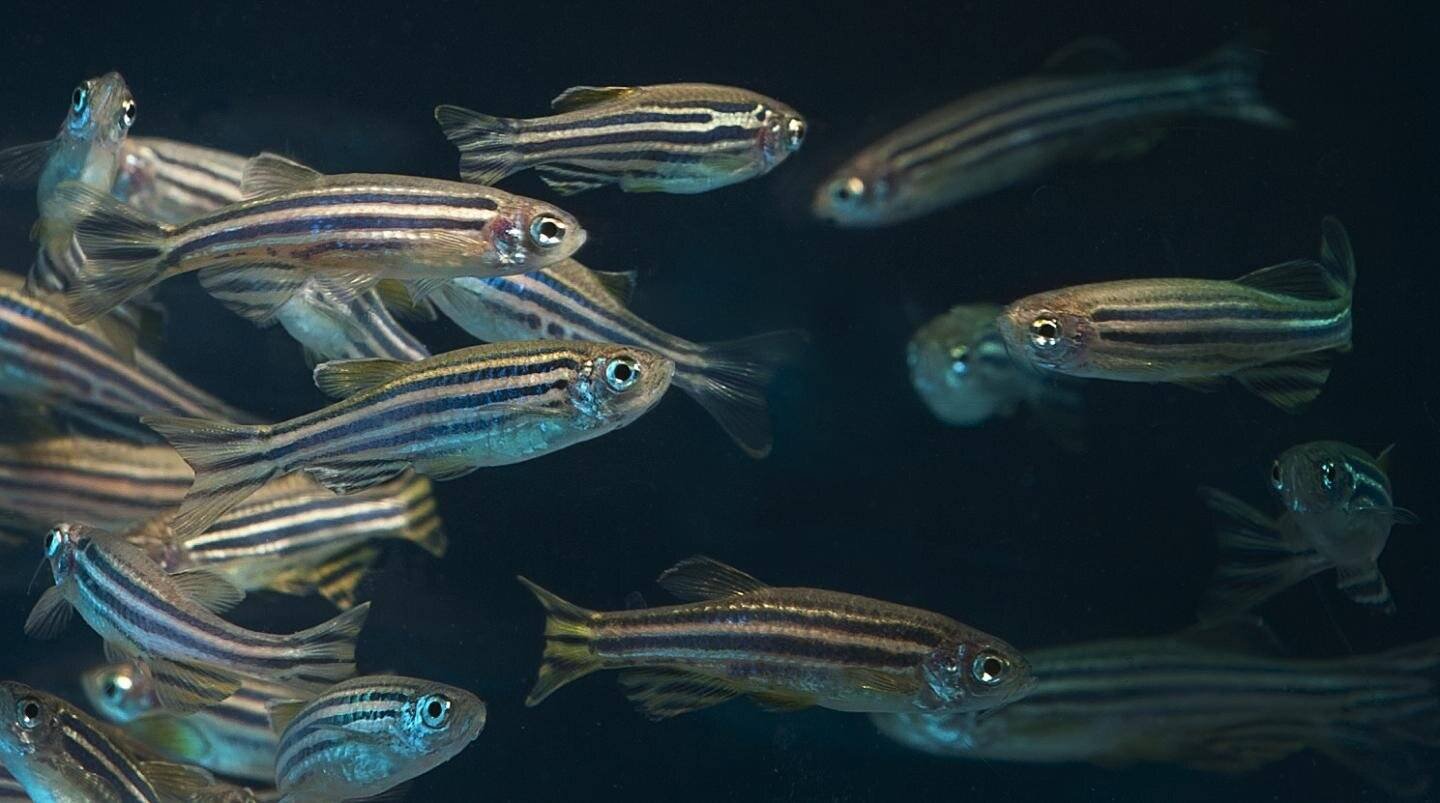 Imagem dos peixes-zebra embrionários utilizados no estudo