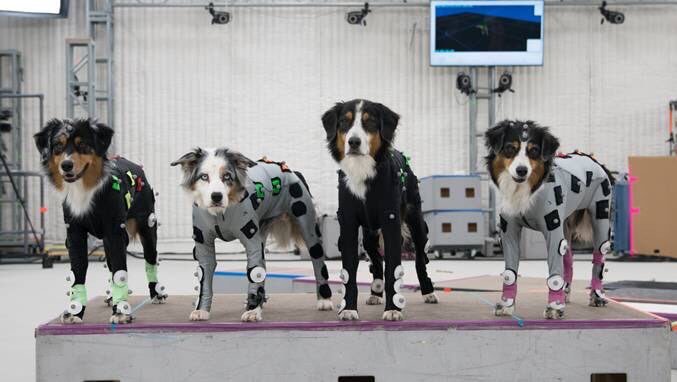 Winnie, Moxie, Kippy e Stetson em uma pausa nas gravações.