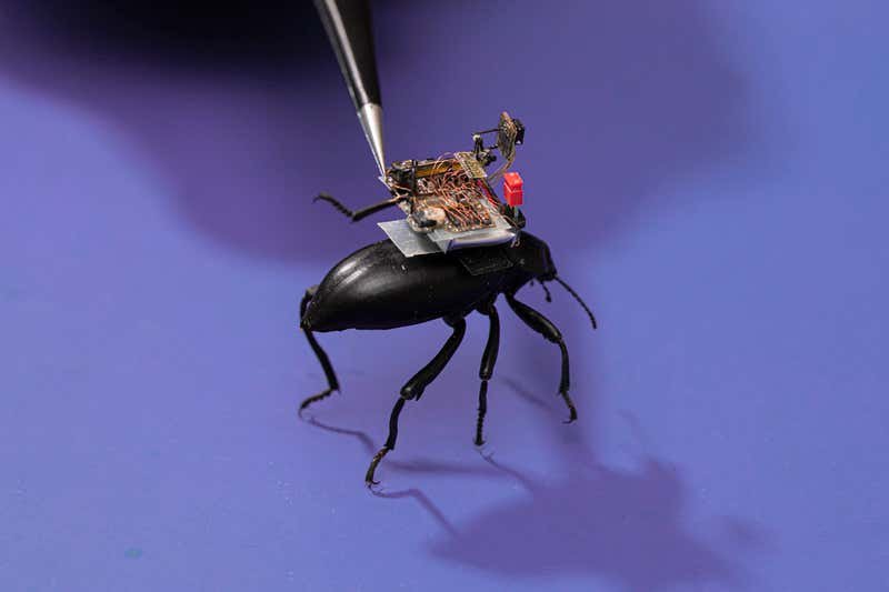 Câmera equipada nos insetos remete a uma "mochila".