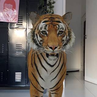 Imagem de Como ver animais em 3D no Google usando o celular