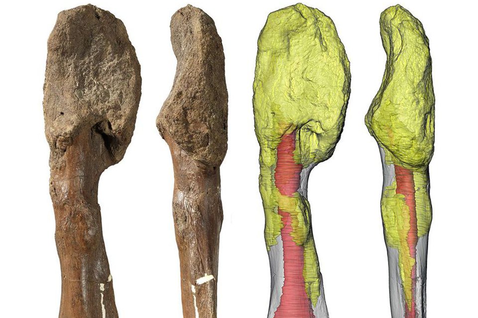 Câncer maligno encontrado em osso da perna do dinossauro com chifres, Centrosaurus