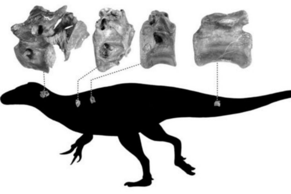 Descoberta uma nova espécie de dinossauro gigante na Península Ibérica