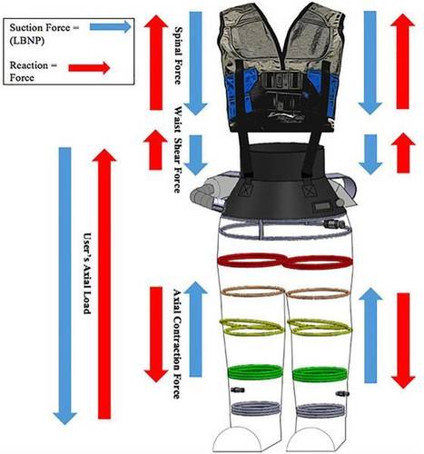 A força exercida na parte inferior melhora a circulação sanguínea e pode diminuir a perda óssea e muscular dos astronautas.