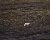 Terra perdeu 28 trilhões de toneladas de gelo em 2 décadas