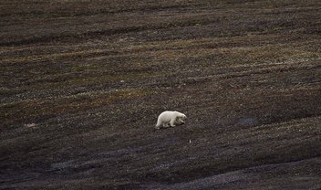 Terra perdeu 28 trilhões de toneladas de gelo em 2 décadas