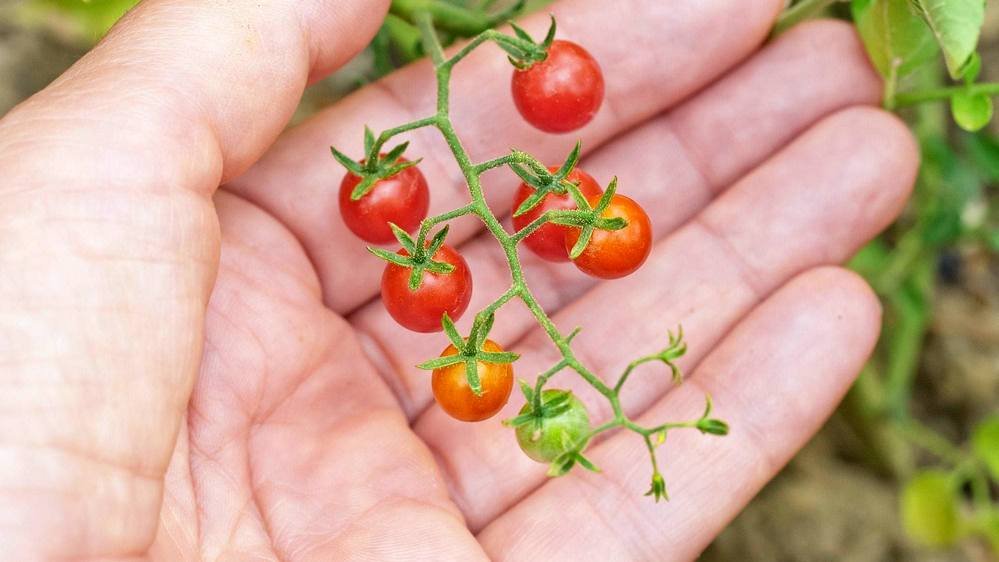 O tomate selvagem é resistente, mas minúsculo; foram precisos milênios de seleção humana para chegar ao fruto que consumimos hoje.