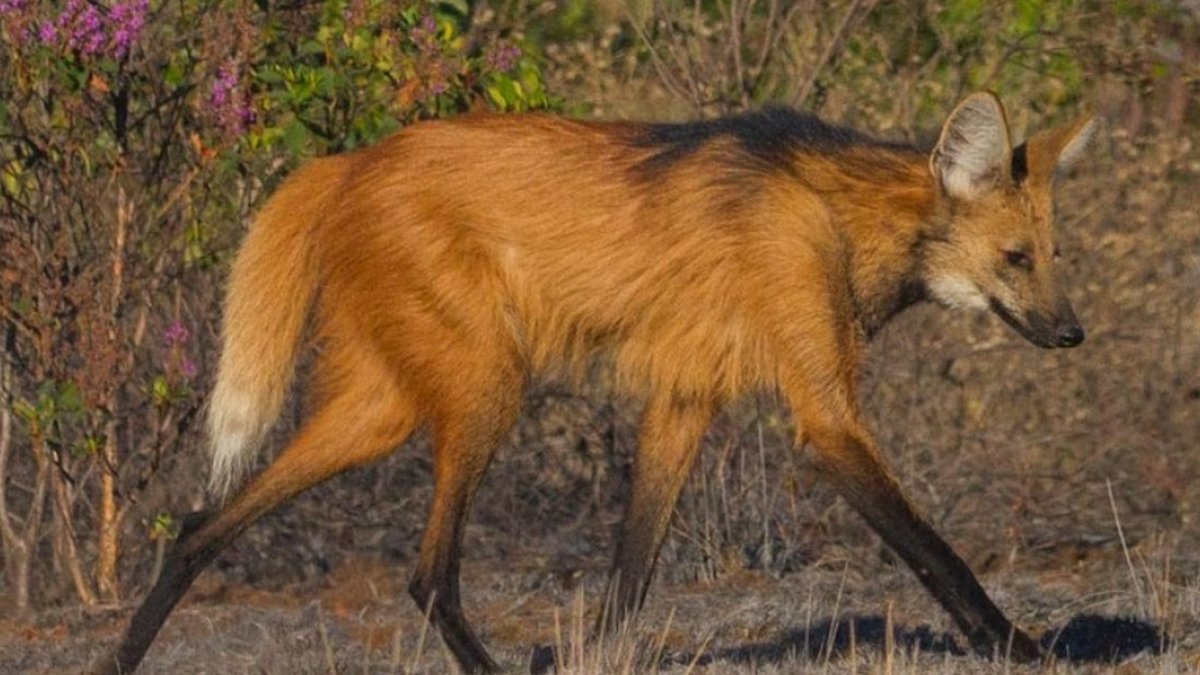 Lançada nota de R$ 200 reais com lobo-guará estampado na cédula