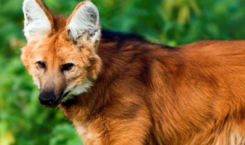 Conheça o lobo-guará, animal que estampa a nota de 200 reais