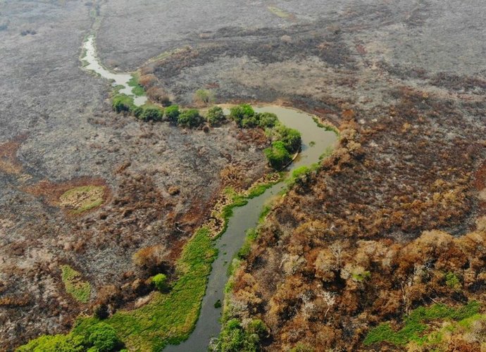 Pelo menos 2.842.000 hectares do Pantanal foram queimados.