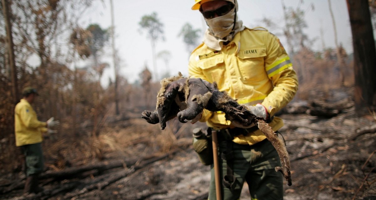 28140843479131 Amazônia em Perigo: Desafios e Esperanças para o Pulmão do Mundo