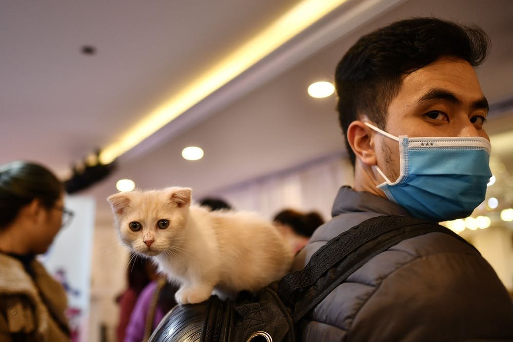 É improvável que gatos transmitam o coronavírus para seres humanos (Fonte: Manan Vatsyayana /AFP/Reprodução)