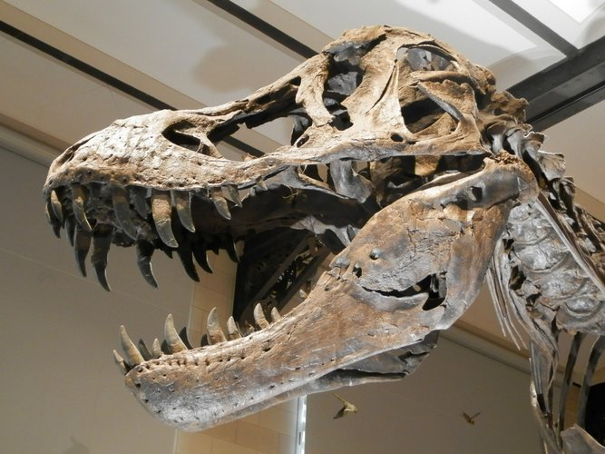 Dinossauros não teriam sido extintos 