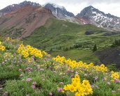 As flores mudaram sua pigmentação por causa das mudanças do clima